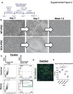 CD31 (PECAM-1) Antibody in Flow Cytometry (Flow)