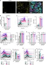 CD46 Antibody in Flow Cytometry (Flow)