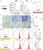 CD163 Antibody in Flow Cytometry (Flow)