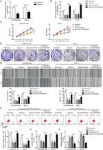 Arginase 1 Antibody in Flow Cytometry (Flow)