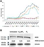 CD86 (B7-2) Antibody in Flow Cytometry (Flow)