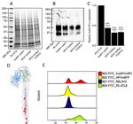 FceR1 alpha Antibody in Flow Cytometry (Flow)