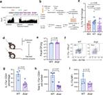 IL-17A Antibody in Flow Cytometry (Flow)