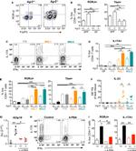 IFN gamma Antibody in Flow Cytometry (Flow)