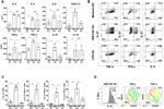 IFN gamma Antibody in Flow Cytometry (Flow)