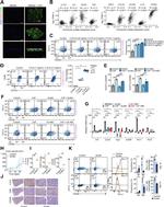 CD206 (MMR) Antibody in Flow Cytometry (Flow)