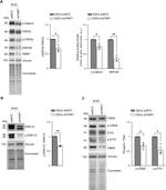 beta Catenin Antibody in Western Blot (WB)