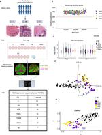 GFAP Antibody in Immunohistochemistry (IHC)