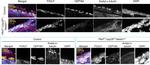 FOXJ1 Antibody in Immunohistochemistry (IHC)