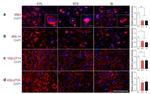 VGLUT2 Antibody in Immunohistochemistry (IHC)