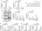 mTOR Antibody in Western Blot (WB)