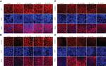 Claudin 2 Antibody in Immunocytochemistry (ICC/IF)