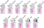 TBK1 Antibody in Western Blot (WB)