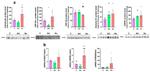 HSP60 Antibody in Western Blot (WB)