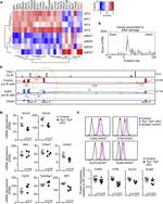 Ku80 Antibody in Flow Cytometry (Flow)