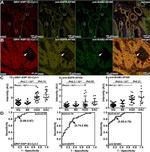 EGFR Antibody in Immunohistochemistry (IHC)