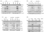 cGAS Antibody in Western Blot (WB)