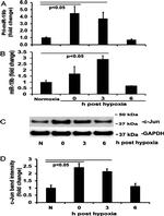 GAPDH Antibody in Western Blot (WB)