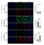 CD206 Antibody in Immunocytochemistry (ICC/IF)