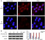 NFkB p65 Antibody in Western Blot, Immunocytochemistry (WB, ICC/IF)