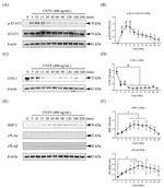 SHP2 Antibody in Western Blot (WB)