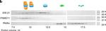 Rabbit IgG (H+L) Cross-Adsorbed Secondary Antibody in Western Blot (WB)