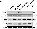 Mouse IgG (H+L) Secondary Antibody in Western Blot (WB)