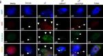 Mouse IgG (H+L) Cross-Adsorbed Secondary Antibody in Immunocytochemistry (ICC/IF)