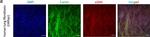 Mouse IgG (H+L) Cross-Adsorbed Secondary Antibody in Immunocytochemistry (ICC/IF)