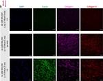 Rabbit IgG (H+L) Cross-Adsorbed Secondary Antibody in Immunocytochemistry (ICC/IF)