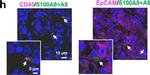 Rabbit IgG (H+L) Highly Cross-Adsorbed Secondary Antibody in Immunohistochemistry (Paraffin) (IHC (P))