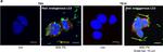 Mouse IgG (H+L) Cross-Adsorbed Secondary Antibody in Immunocytochemistry (ICC/IF)