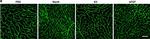 Rat IgG (H+L) Cross-Adsorbed Secondary Antibody in Immunohistochemistry (IHC)