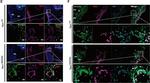 Mouse IgG (H+L) Cross-Adsorbed Secondary Antibody in Immunohistochemistry (Frozen) (IHC (F))