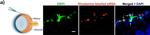 Rat IgG (H+L) Cross-Adsorbed Secondary Antibody in Immunohistochemistry (IHC)