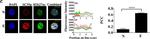 Mouse IgG (H+L) Highly Cross-Adsorbed Secondary Antibody in Immunocytochemistry (ICC/IF)