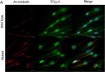 Rabbit IgG (H+L) Cross-Adsorbed Secondary Antibody in Immunocytochemistry (ICC/IF)