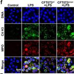 Rabbit IgG (H+L) Cross-Adsorbed Secondary Antibody in Immunocytochemistry (ICC/IF)