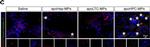 Rabbit IgG (H+L) Cross-Adsorbed Secondary Antibody in Immunohistochemistry (PFA fixed) (IHC (PFA))