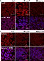 Rabbit IgG (H+L) Cross-Adsorbed Secondary Antibody in Immunocytochemistry (ICC/IF)