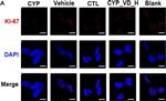 Rabbit IgG (H+L) Cross-Adsorbed Secondary Antibody in Immunocytochemistry (ICC/IF)