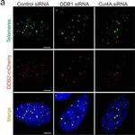 Rabbit IgG (H+L) Cross-Adsorbed Secondary Antibody in Immunocytochemistry (ICC/IF)