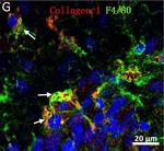 Rabbit IgG (H+L) Cross-Adsorbed Secondary Antibody in Immunohistochemistry (Frozen) (IHC (F))