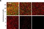 Mouse IgG (H+L) Highly Cross-Adsorbed Secondary Antibody in Immunocytochemistry (ICC/IF)