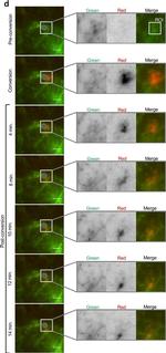 Mouse IgG (H+L) Cross-Adsorbed Secondary Antibody in Immunomicroscopy (IM)