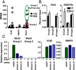 PAX5 Antibody in ChIP Assay (ChIP)