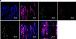 Mouse IgG (H+L) Secondary Antibody in Immunohistochemistry (IHC)