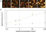 IL-17A Antibody in Immunocytochemistry, Radioimmune assays (ICC/IF, RIA)