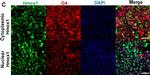 Rabbit IgG (H+L) Highly Cross-Adsorbed Secondary Antibody in Immunocytochemistry (ICC/IF)