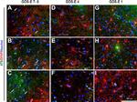 Rabbit IgG (H+L) Highly Cross-Adsorbed Secondary Antibody in Immunohistochemistry (Frozen) (IHC (F))